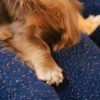 Large Washable Creamy Cozy Flat Dog Beds - Cheesec