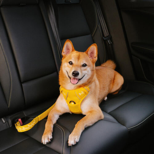 Car Seat Belt Buffer Adjustable Cool Dog Accessori