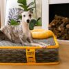 Hooman Innerspring Coils Orthopedic Human Dog Bed 