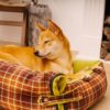 Large Washable Vintage Tartan Folding Blanket Dog 