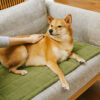 Scratch-proof All-season Stain-resistant  Couch Co