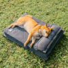 Anti-Anxiety with Sponge Support Deep Sleeping Dog