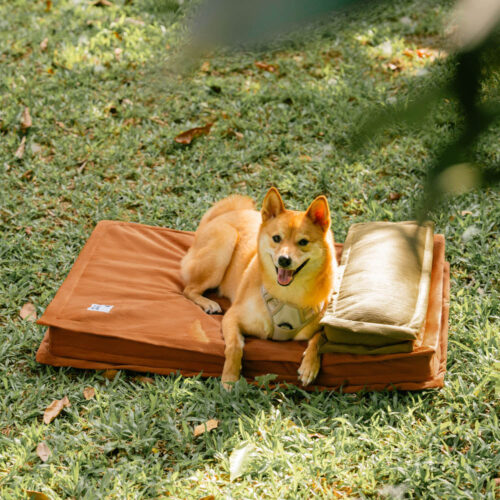 Anti-Anxiety with Sponge Support Deep Sleeping Dog