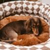 Classic Argyle Washable Bolster Donut Dog Bed - Co