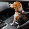 Colorful Buffer Adjustable Cool Dog Accessories Ca