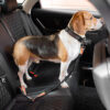 Colorful Buffer Adjustable Cool Dog Accessories Ca