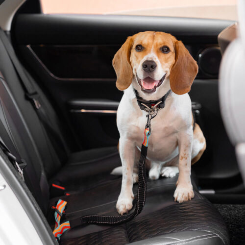 Colorful Buffer Adjustable Cool Dog Accessories Ca