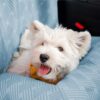 Cooling Travel Bolster Safety Back Seat Large Dog 