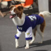 Crew Neck Breathable Washable All Breed Dog T-Shir