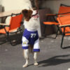 Crew Neck Breathable Washable All Breed Dog T-Shir