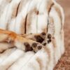 Fluffy Striped Orthopedic Bolster Dog Bed - Luxe C