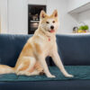 Foldable Waterproof Portable Dog Car Seat Mat Dog 