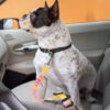 Gradient Elastic Shock-Absorbing Pet Car Safety Be