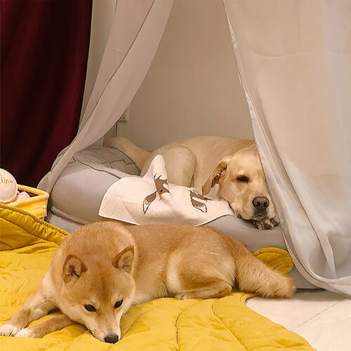 Leaf Shape Dog Blanket With Donut Dog Bed Luxury D