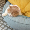 Leaf Shape Dog Blanket With Donut Dog Bed Luxury D