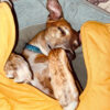 Leaf Shape Dog Blanket With Donut Dog Bed Luxury D