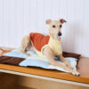 Macaron Color Water-Repellent Multi-Purpose Dog Ma