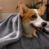 Polar Fleece Comfortable Warm Multifunctional Pet 