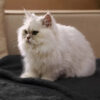 Polar Fleece Comfortable Warm Multifunctional Pet 