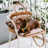 Vogue Eco-friendly Multi-functional Pet Travel Bag