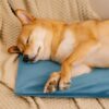 Electrical Pet Heated Pad - Waterproof＆Chewproof F