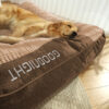 Large Thick Scratch-resistant Spine Protection Dog