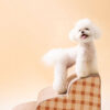 Plain Pattern Pet Climbing Ladder Removable Dog St